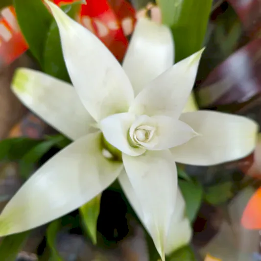 Guzmania Bromeliad | White | 
