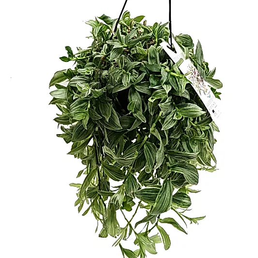 Wandering Dude | Ivory Hill | Bright Tenderness | Hard To Find | Potted Houseplants