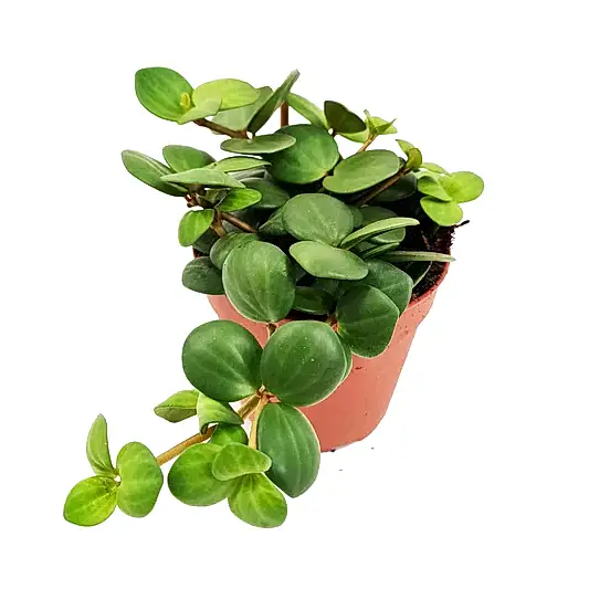 Radiator Plant | Hope | Potted Houseplants