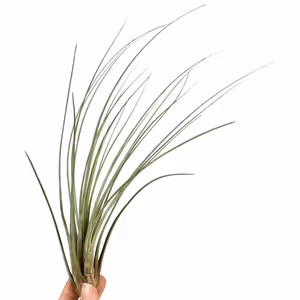Air Plant | Juncea - Indoor Plant