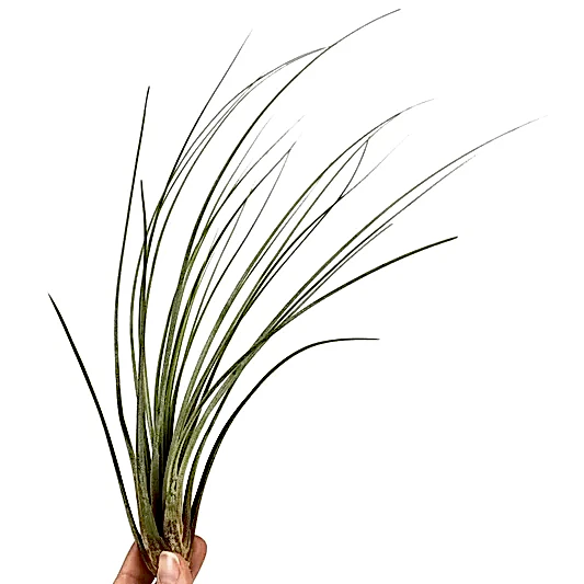 Air Plant | Juncea | Air Plants