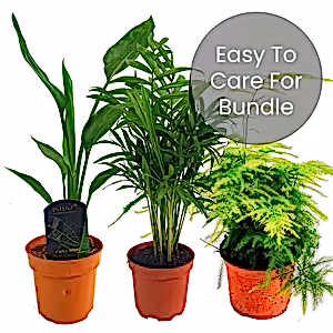 Easy House Plants | Plant Bundle - Indoor Plant