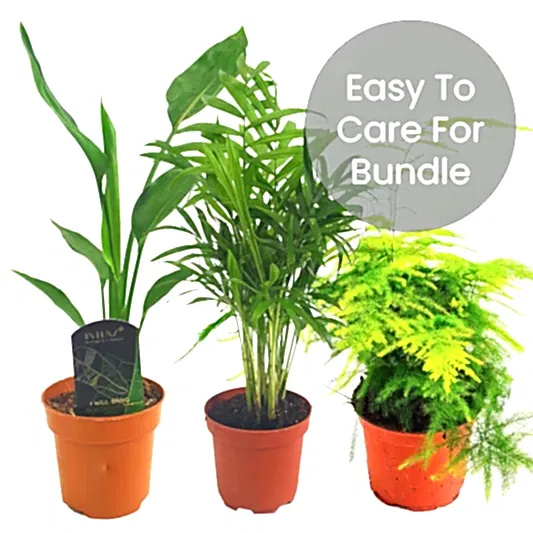 Easy House Plants | Plant Bundle | Climbing & Vine Plants