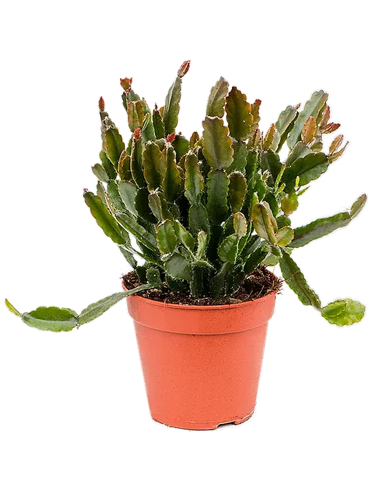 Mistletoe Cactus | Agudoensis | Hard To Find | Potted Houseplants