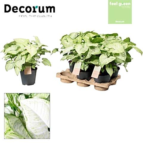 Arrowhead Vine | White Butterfly | Potted Houseplants