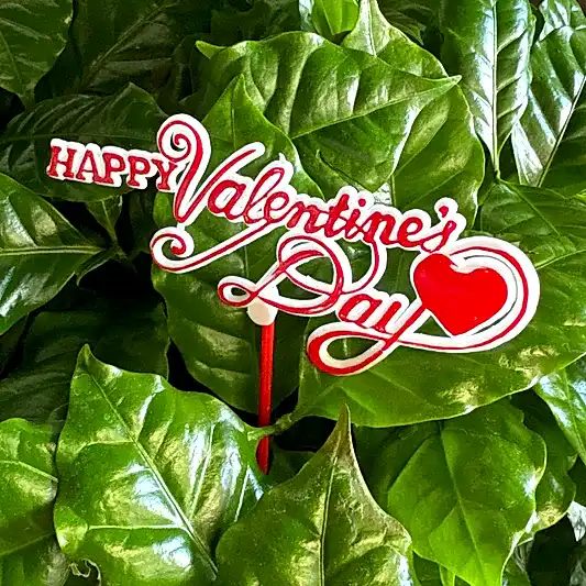 Happy Valentines Day | Decorative Plant Pot Accessory | Gardening Accessories