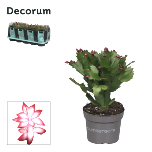 Flowering Cactus | Zaraika | Potted Houseplants