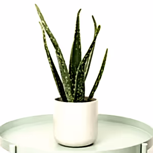 Aloe Vera - Indoor Plant