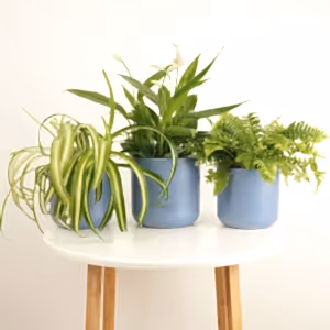 Air Purifying | Plant Bundle - Indoor Plant