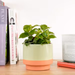 Aluminium Plant | Shadow - Indoor Plant
