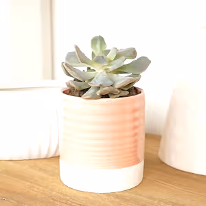 Echeveria | Amelia - Indoor Plant