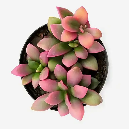 Sunrise Succulent | Potted Houseplants