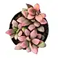 Sunrise Succulent