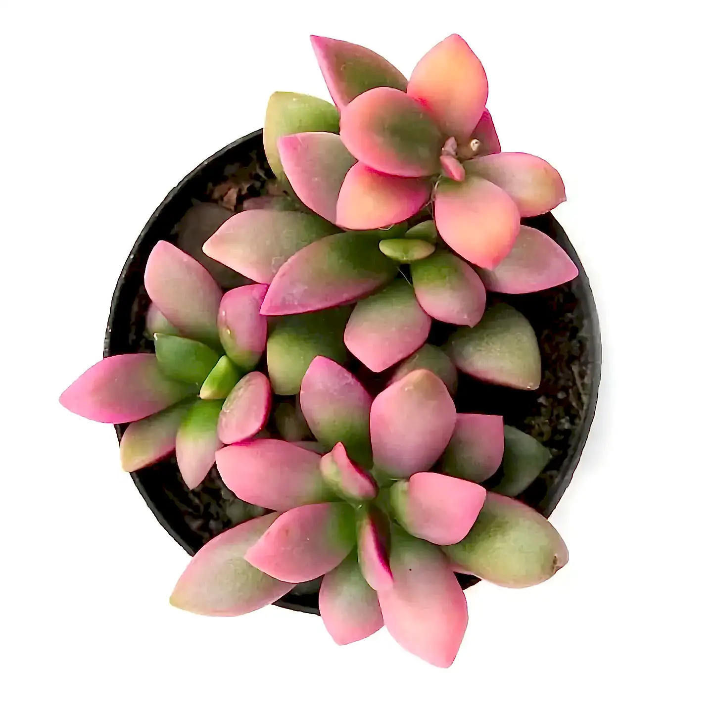 Sunrise Succulent