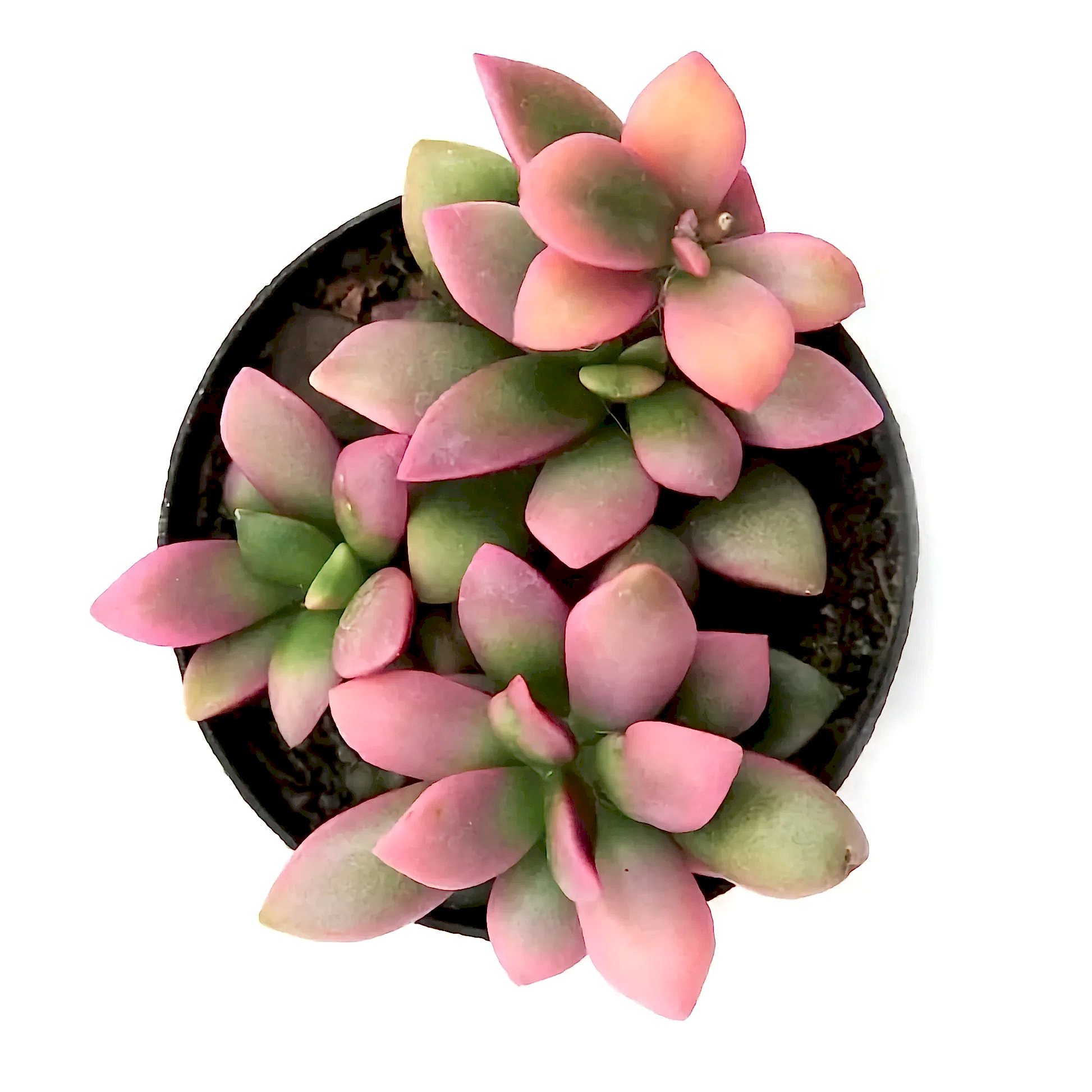 Sunrise Succulent