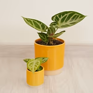 Crystal Anthurium | Silver Blush | Rare Plant - Indoor Plant