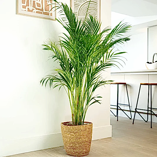 Areca Palm | Trees & Bonsai