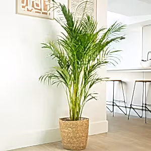 Areca Palm - Indoor Plant