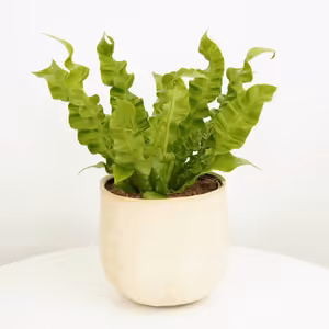 Birds Nest Fern | Crispy Wave - Indoor Plant