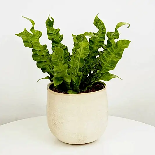 Birds Nest Fern | Crispy Wave | Shade Loving Plants