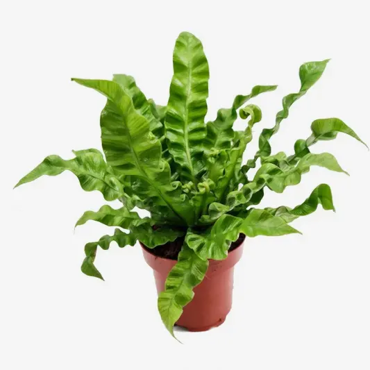 Birds Nest Fern | Crispy Wave | Potted Houseplants