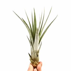 Air Plant | Fasciculata - Indoor Plant