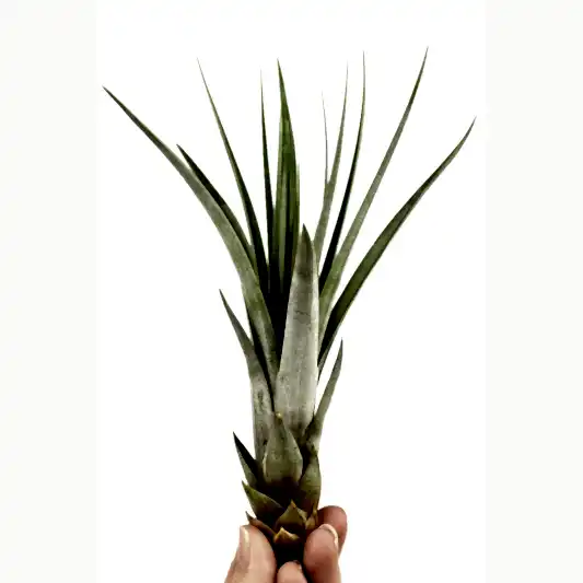 Air Plant | Fasciculata | Air Plants