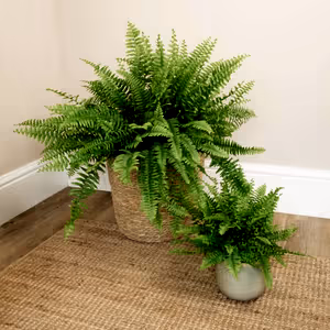 Boston Fern | Green Moment - Indoor Plant