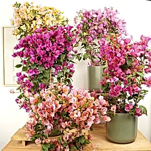 Paper Flower - Indoor Plant
