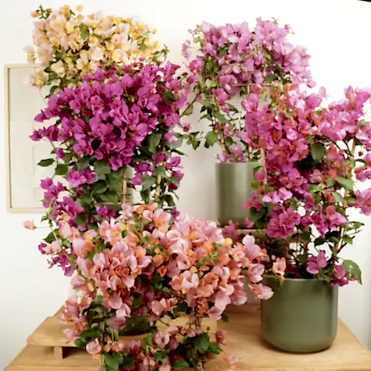 Paper Flower | Large & Tall Plants