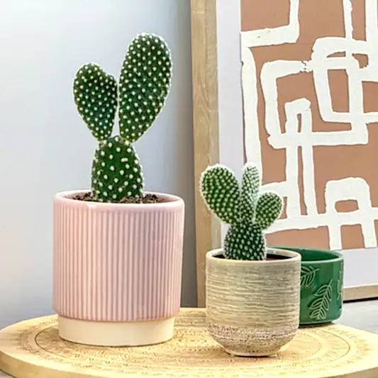 Bunny Ears Cactus | Indoor Cactus Plants