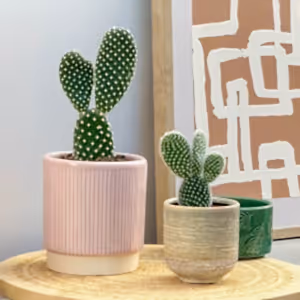Bunny Ears Cactus - Indoor Plant