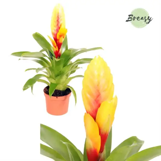 Vriesea Flaming Sword | Delphinus | Potted Houseplants