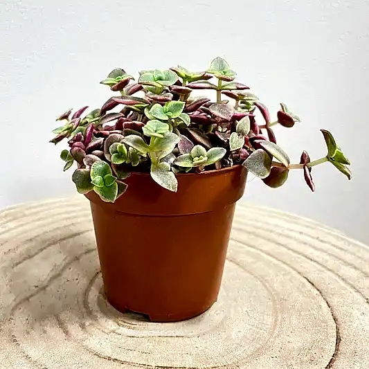 Calico Kitten | Red Albo | Potted Houseplants