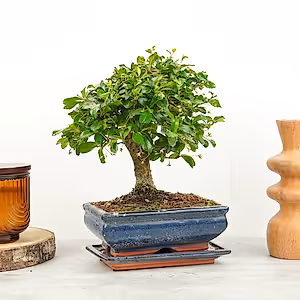 Carmona | Bonsai - Indoor Plant