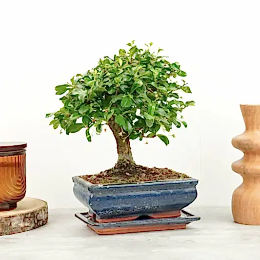 Carmona | Bonsai | Ficus & Fig Plants