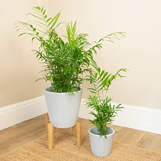 Parlour Palm | Potted Houseplants