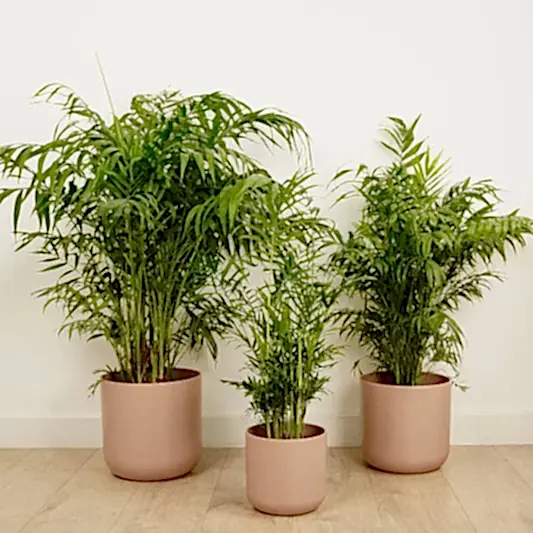 Parlour Palm | Trees & Bonsai