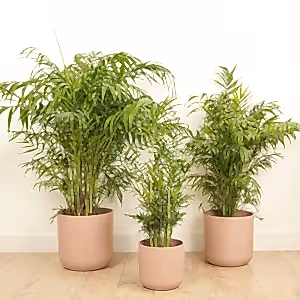 Parlour Palm - Indoor Plant
