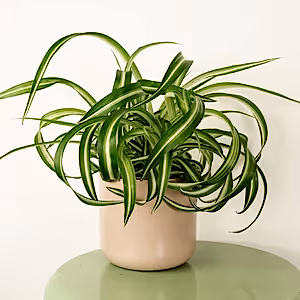 Curly Spider Plant | Bonnie - Indoor Plant