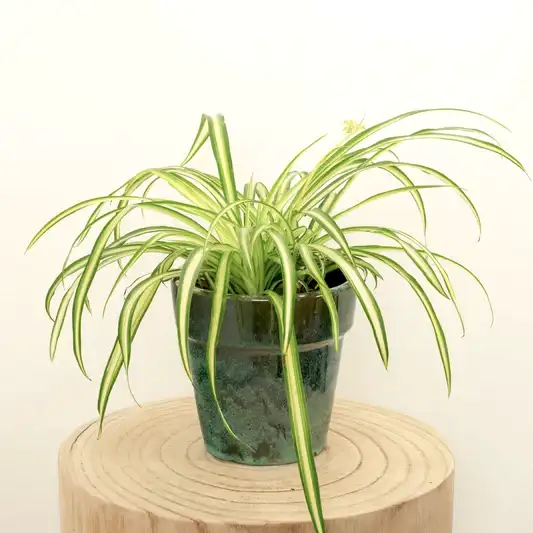 Spider Plant | Atlantic | Indoor Hanging Plants