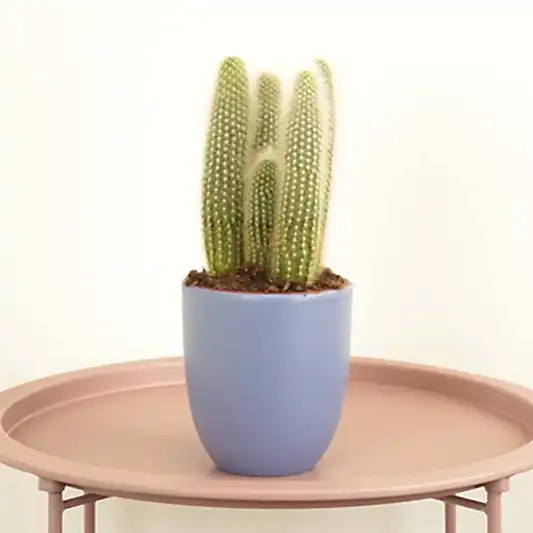 Silver Torch Cactus | Potted Houseplants
