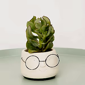 Curly Silver Dollar Plant - Indoor Plant
