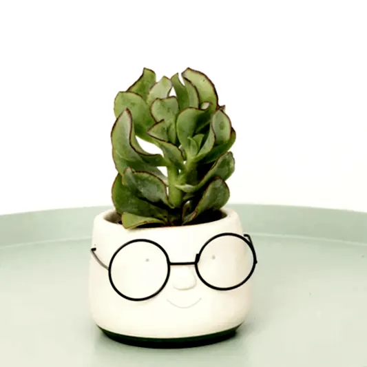 Curly Silver Dollar Plant | Small Plants & Tot Pots