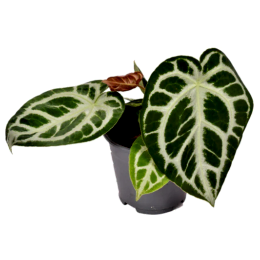 Crystal Anthurium | Silver Blush | Rare Plant | Potted Houseplants