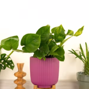 Devil's Ivy | Global Green - Indoor Plant