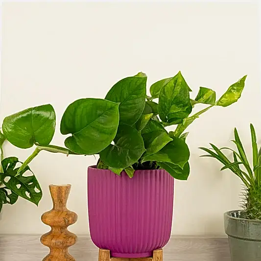 Devil's Ivy | Global Green | Indoor Hanging Plants