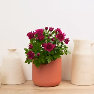 Mum | Double Plum - Indoor Plant