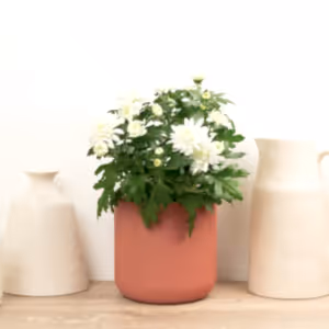 Mum | Double White - Indoor Plant