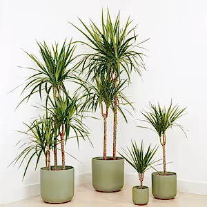 Dragon Tree | Marginata - Indoor Plant